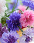 Close-up of colorful flowers including blue, pink, and purple cornflowers.