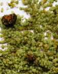 Close-up of green granular material with small brown objects on a white background