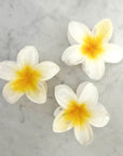Three white flowers with yellow centers on a marble surface