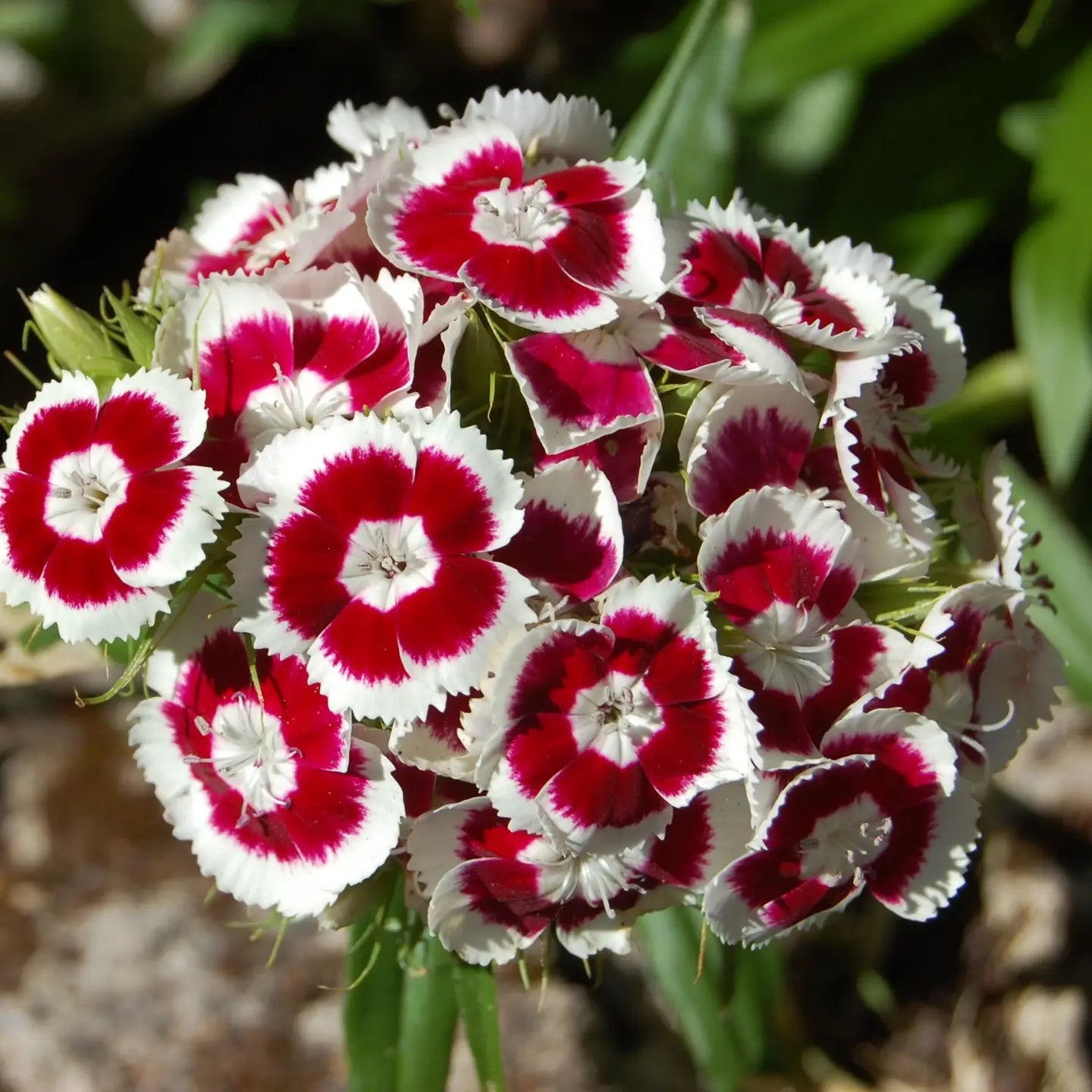 Bouquet of red and white flowers with a blurred green background