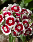 Bouquet of red and white flowers with a blurred green background