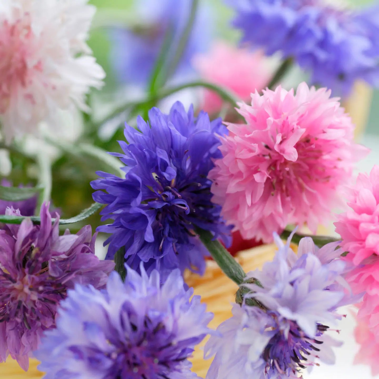Close-up of colorful flowers including blue, pink, and purple cornflowers.