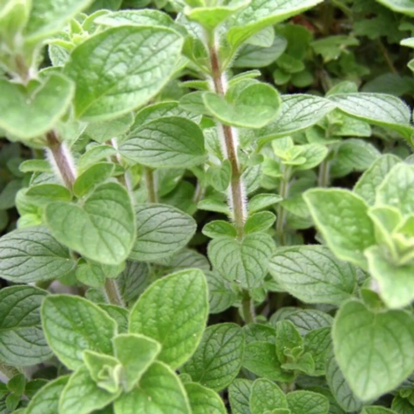 Close-up of a green leafy plant with visible veins