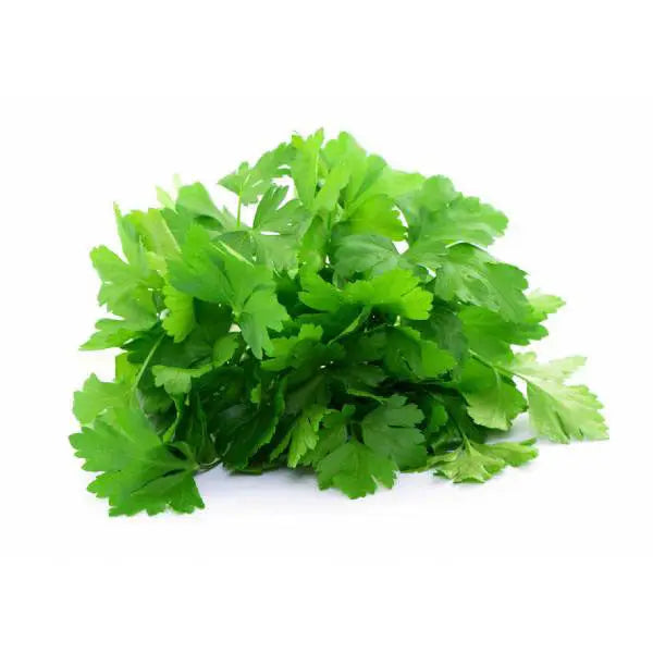 Bunch of fresh green parsley on a white background