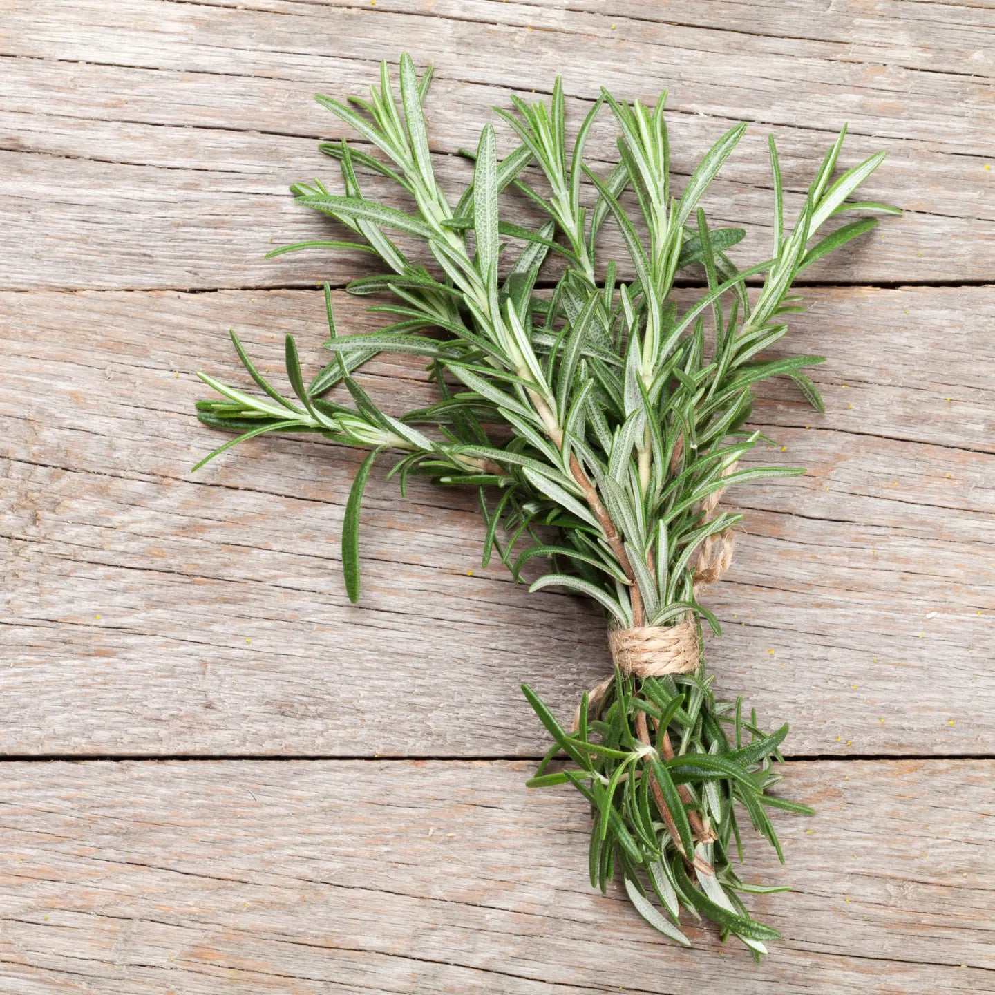 Bouquet of fresh rosemary tied with twine on a wooden surface
