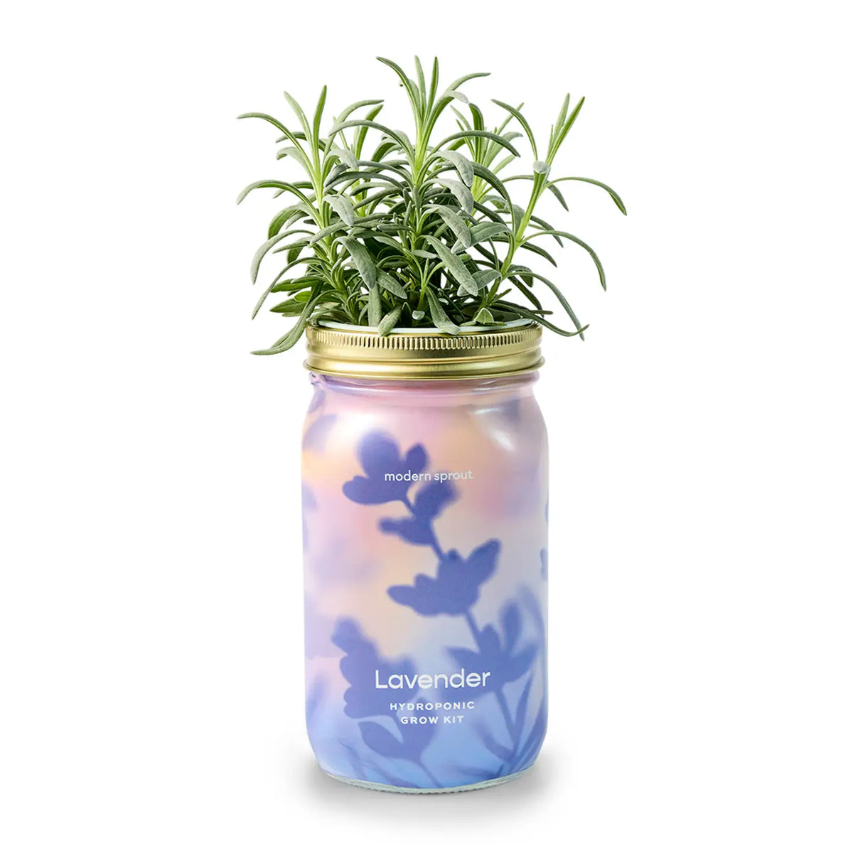 Hydroponic grow kit with lavender plant in a decorative jar on a white background