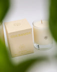 A cream-colored candle in a clear glass jar next to its matching beige box, both featuring gold foil flower designs and the brand name 'OLIF BLOSSOM'. The scene is framed by soft, out-of-focus green leaves in the foreground.