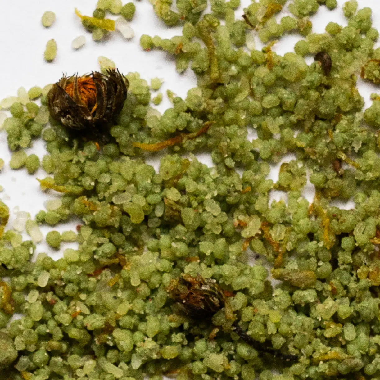 Close-up of green granular material with small brown objects on a white background