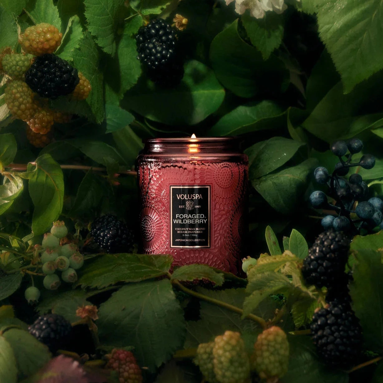 Foraged Wildberry candle in wildberry bush