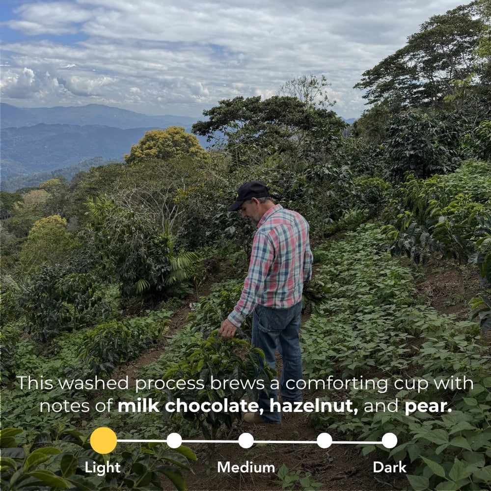 Man walking through a coffee plantation with text about coffee flavor profile.