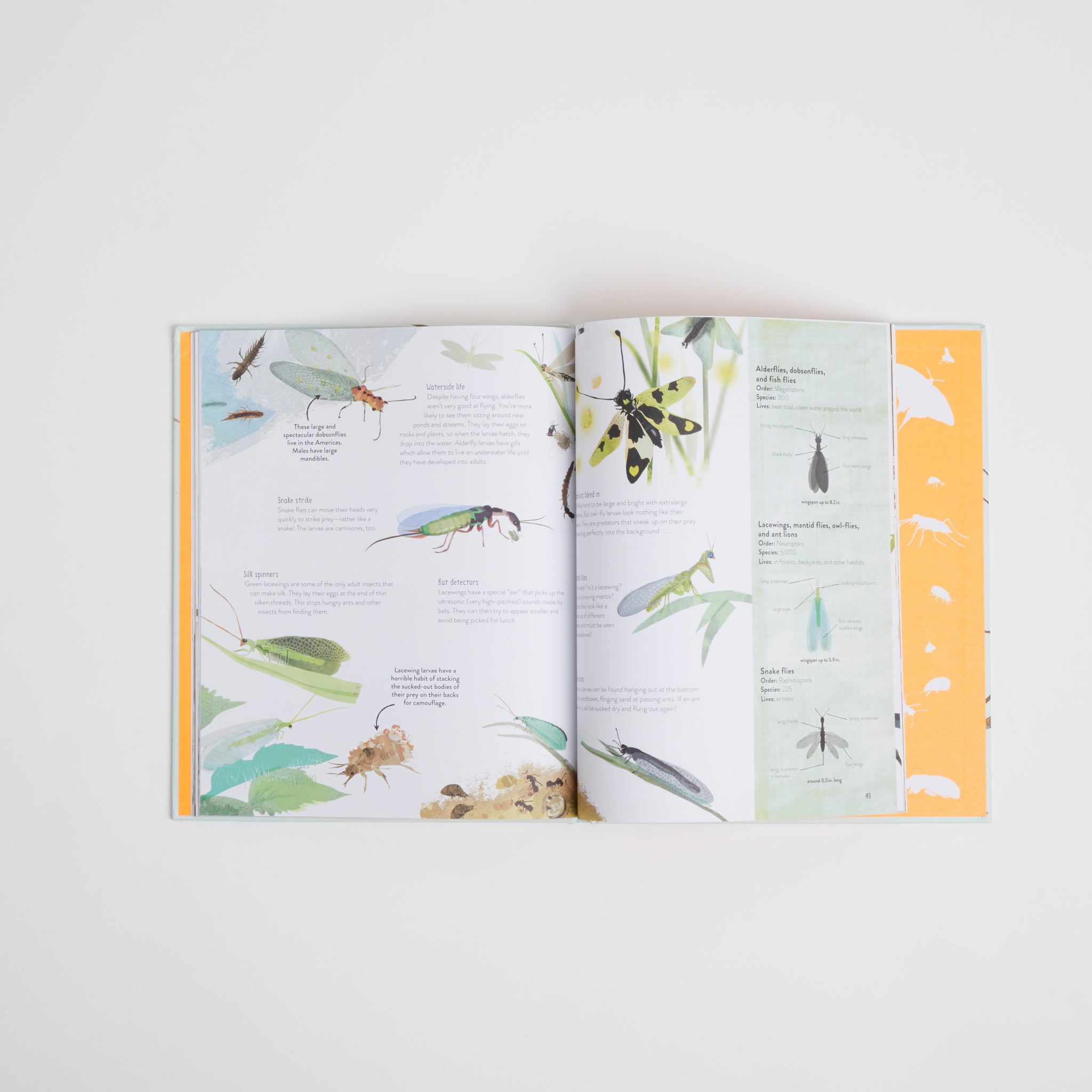 Interior pages from One Million Insects