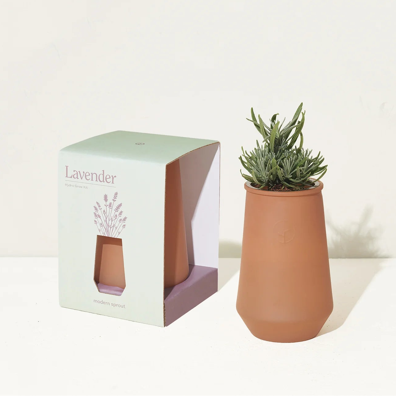 Terracotta pot with succulent plant and packaging labeled 'Lavender' on a white background