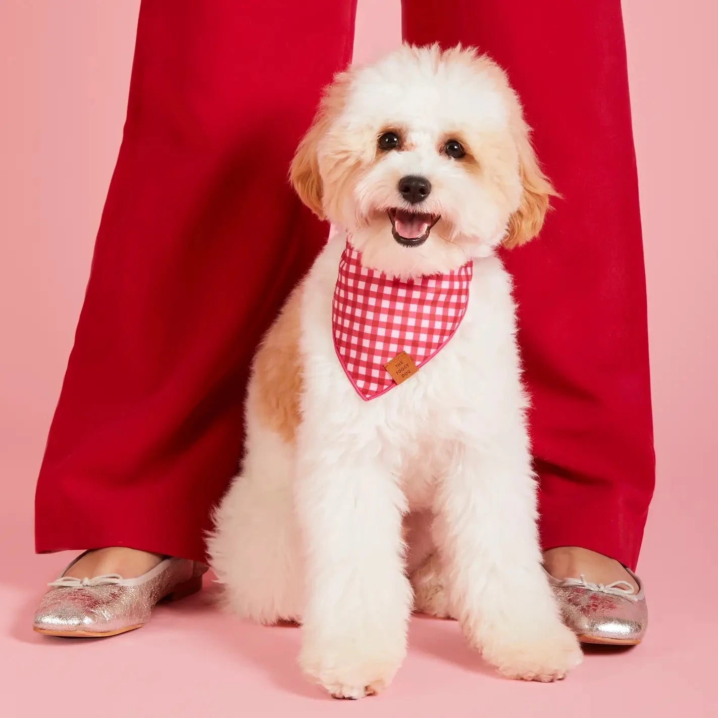 white dog wearing red gingham dog bandana 