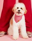 white dog wearing red gingham dog bandana 