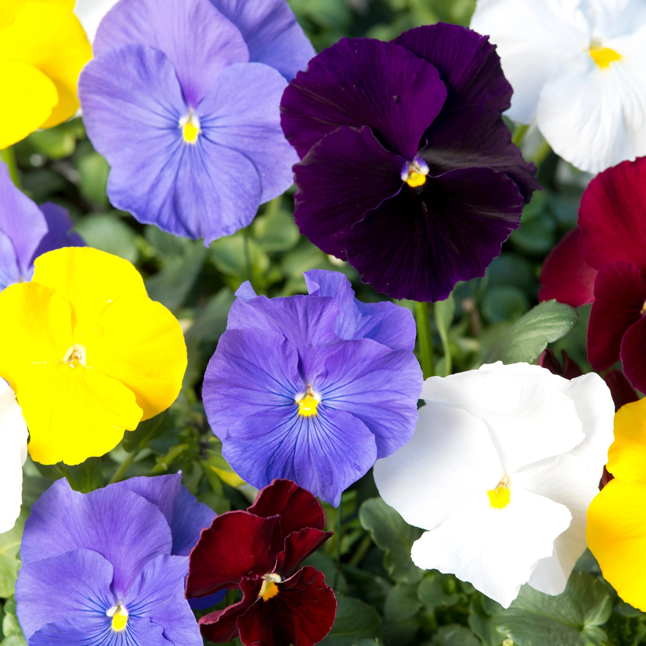 Colorful mix of pansies including purple, yellow, white, and red.