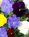 Colorful mix of pansies including purple, yellow, white, and red.