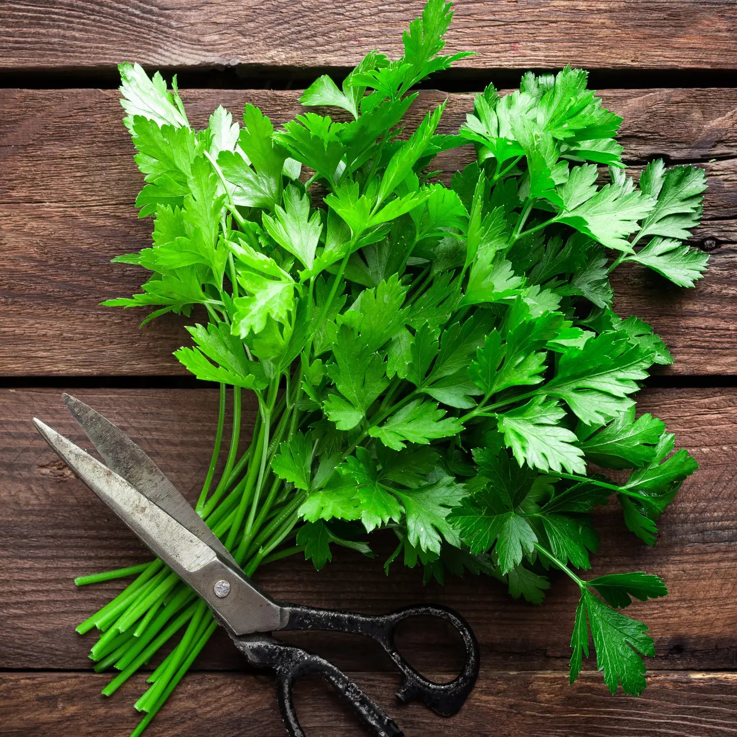 Bunch of fresh green parsley with a pair of scissors on a wooden surface