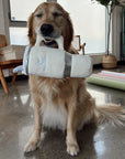 golden retriever holding snuggly cup in his mouth